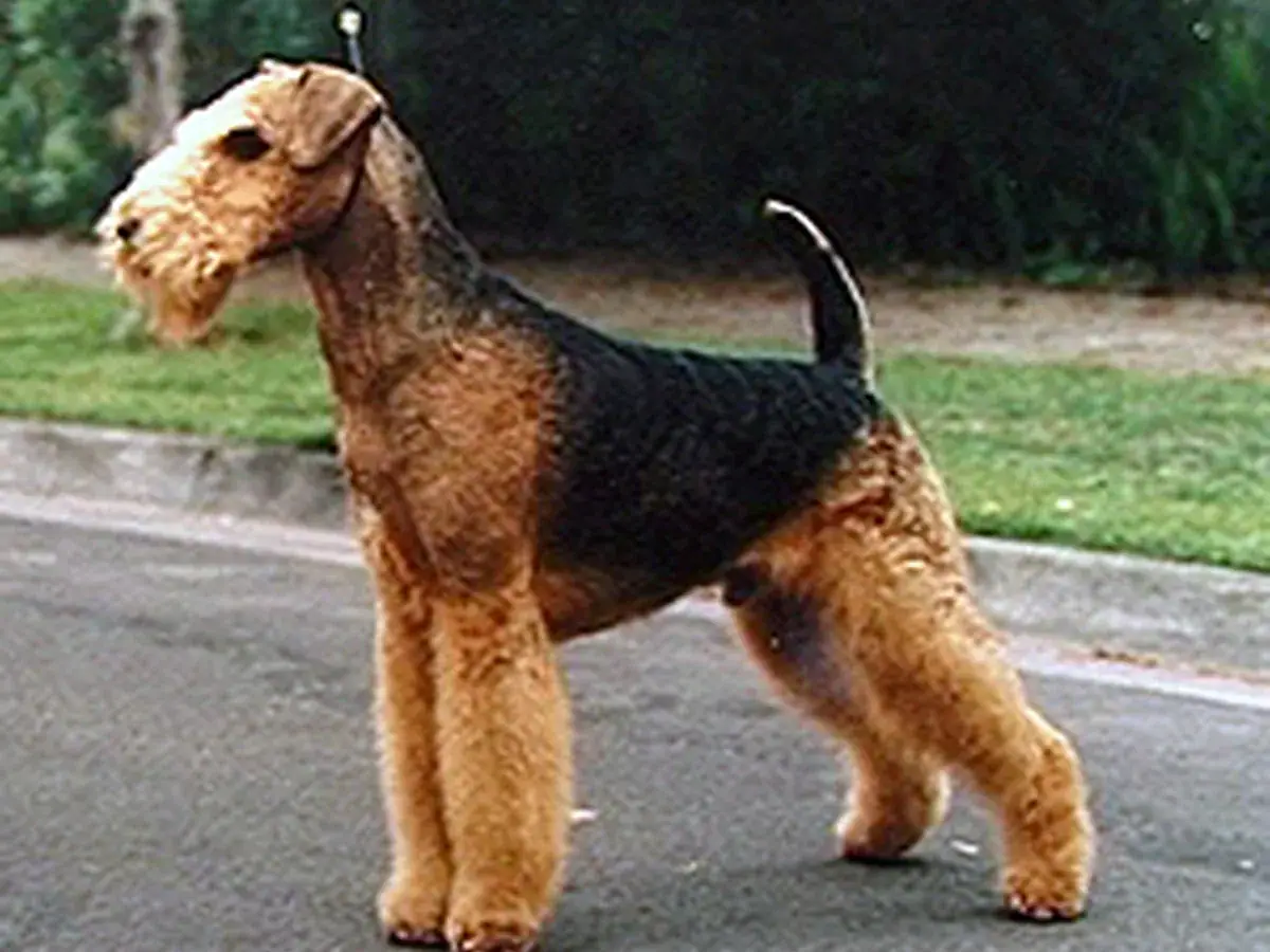 Airedale Terrier 견종 사진