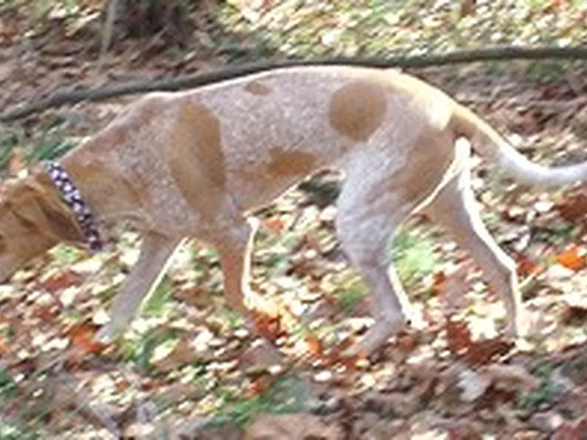 American English Coonhound 견종 사진