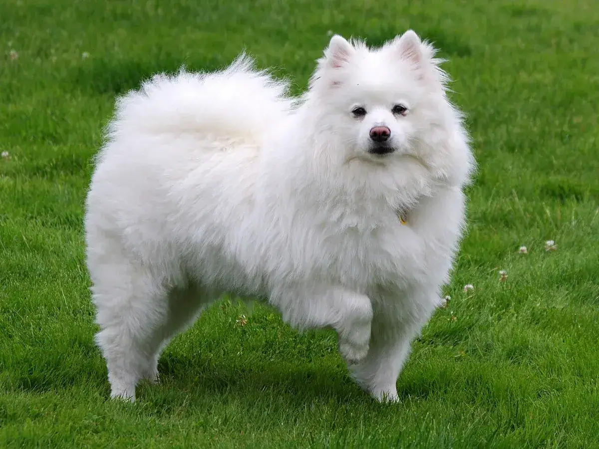 American Eskimo Dog 견종 사진