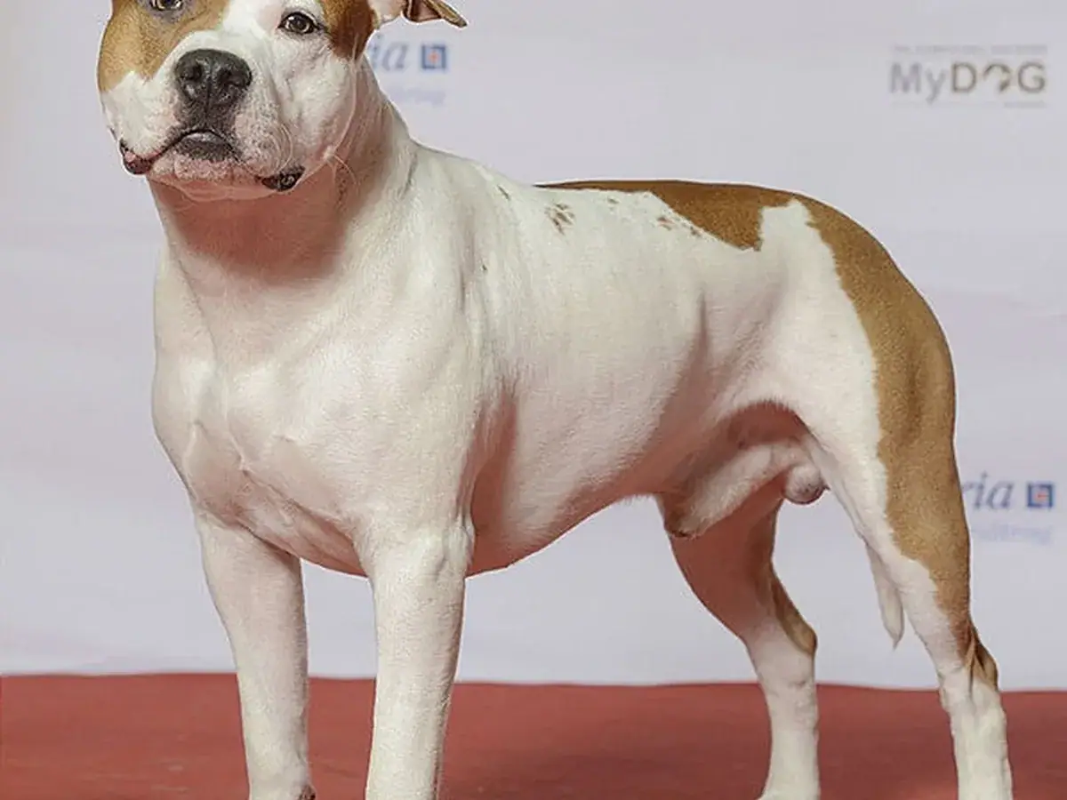American Staffordshire Terrier 견종 사진