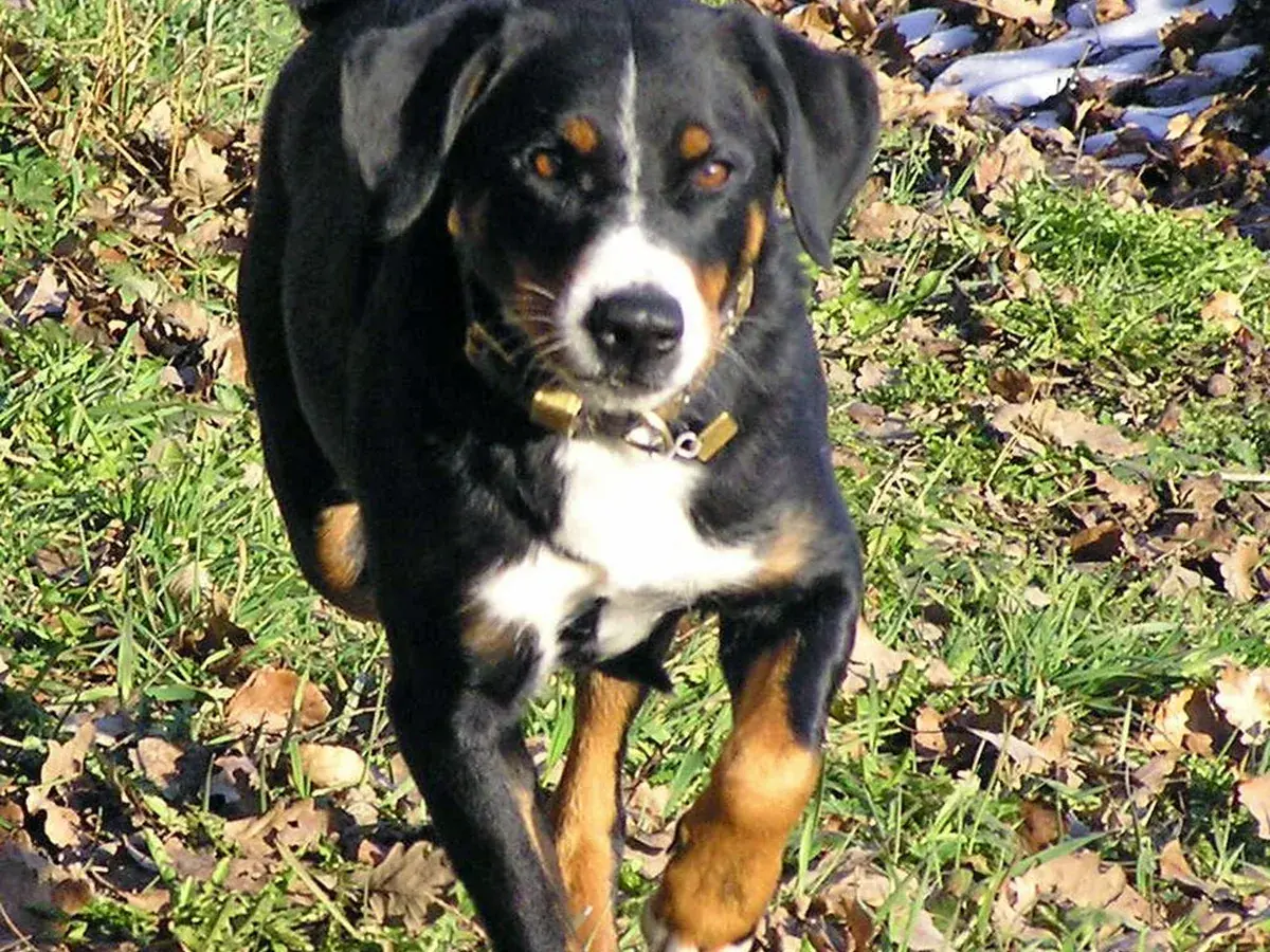 Appenzeller Sennenhund 견종 사진