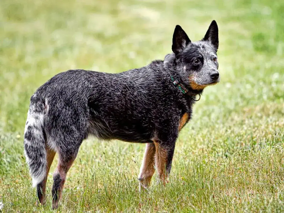Australian Cattle Dog 견종 사진