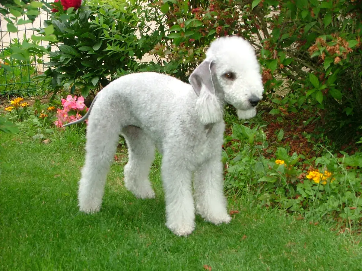 Bedlington Terrier 견종 사진