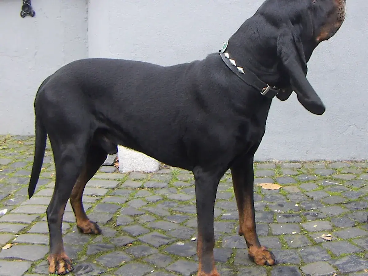 Black and Tan Coonhound 견종 사진