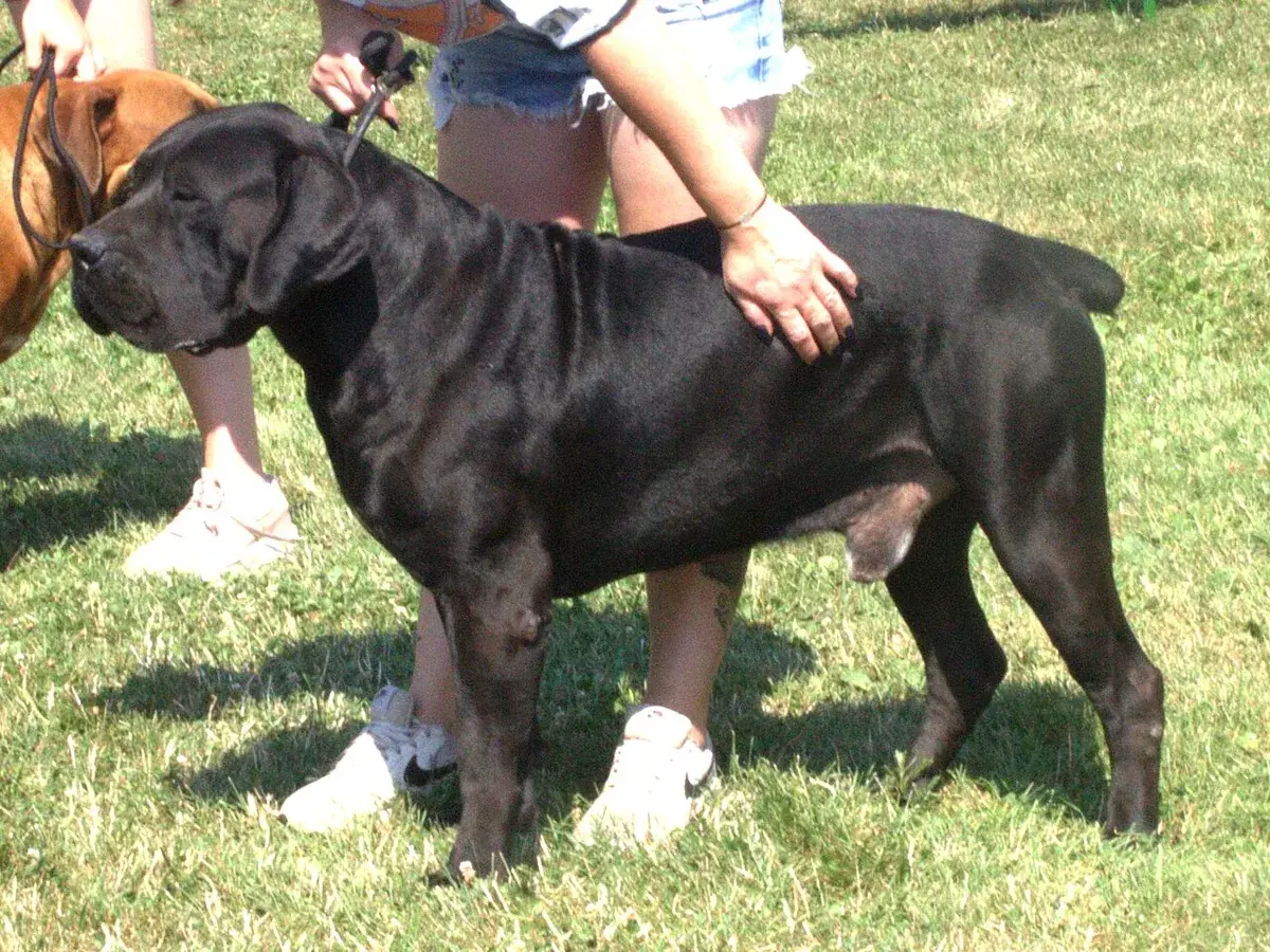 Boerboel 견종 사진