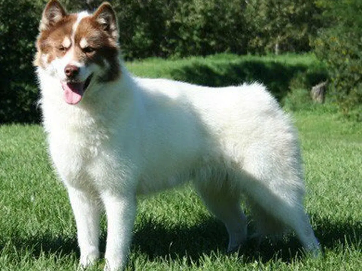 Canadian Eskimo Dog 견종 사진