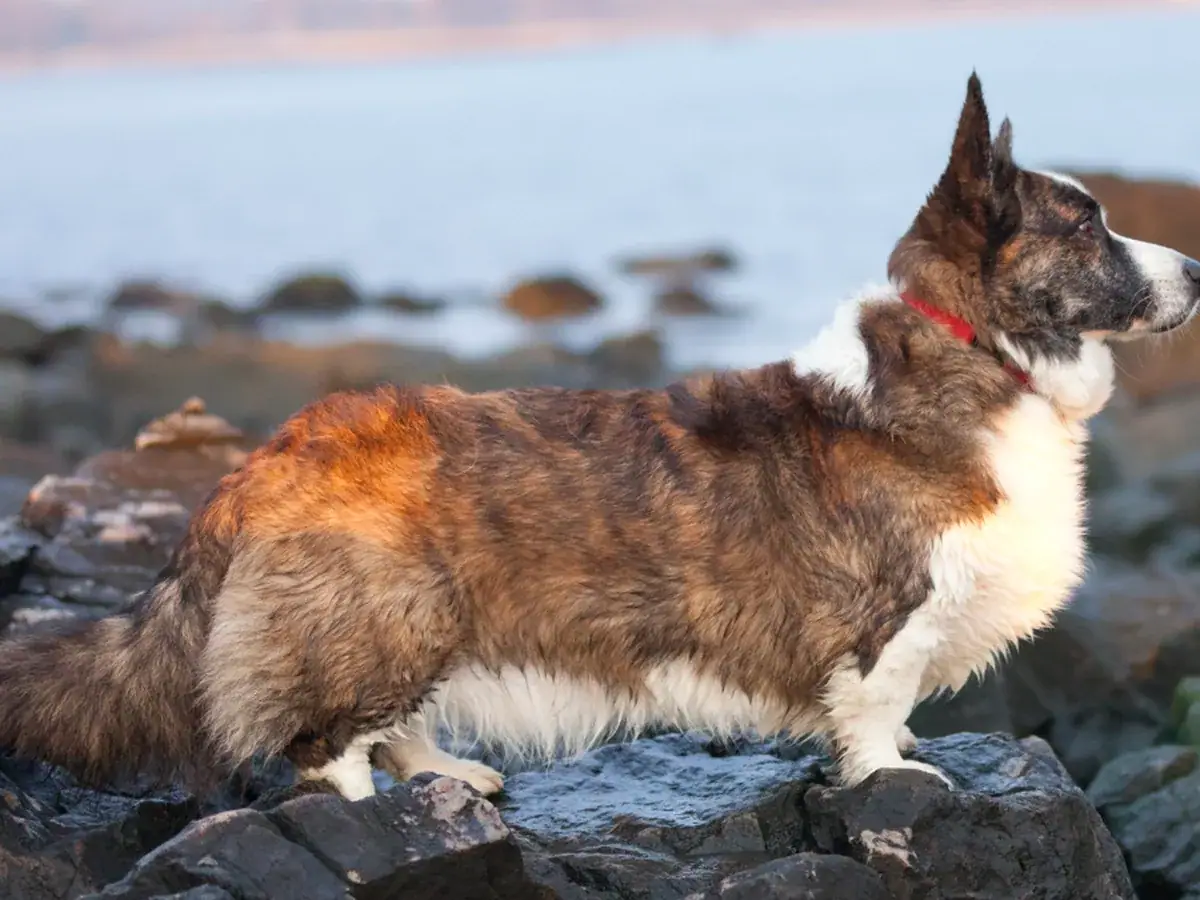 Cardigan Welsh Corgi 견종 사진