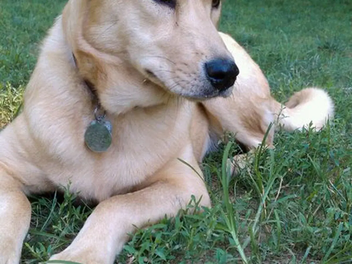 Carolina Dog 견종 사진