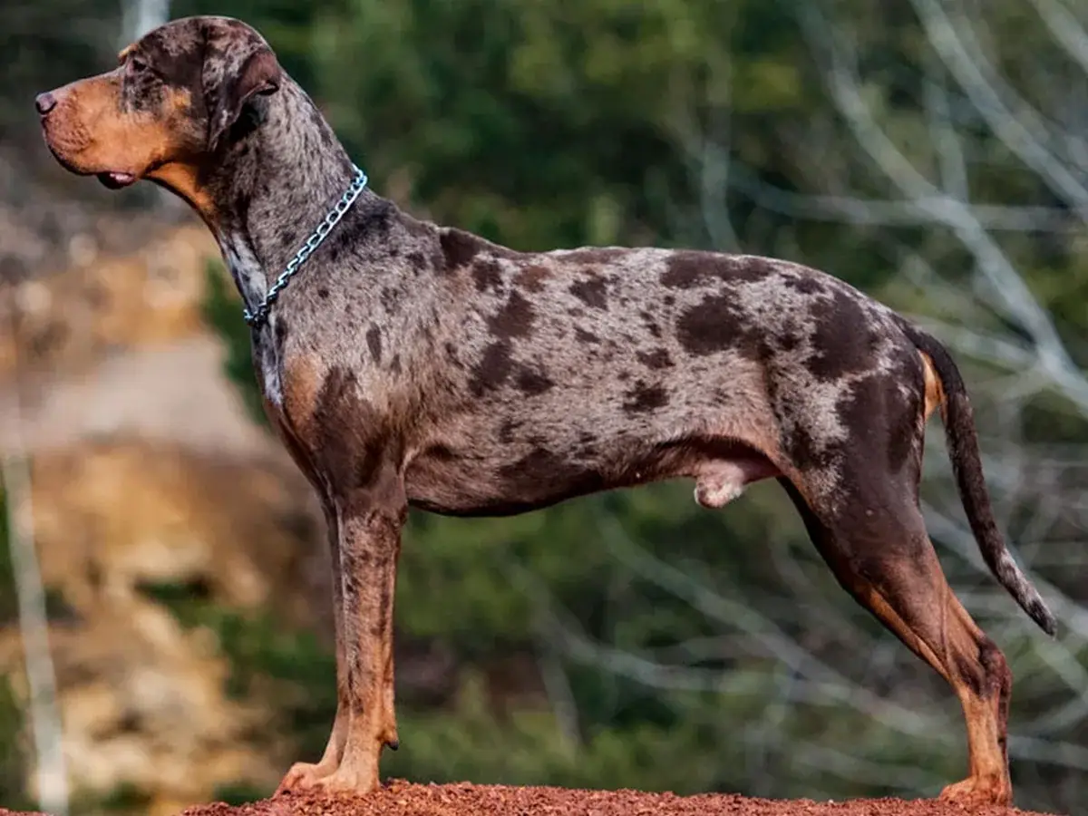 Catahoula Leopard Dog 견종 사진
