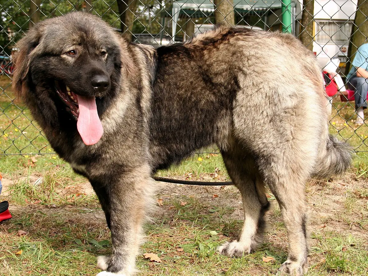 Caucasian Shepherd Dog 견종 사진