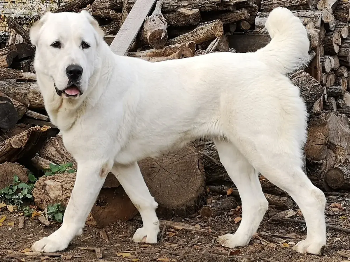 Central Asian Shepherd Dog 견종 사진