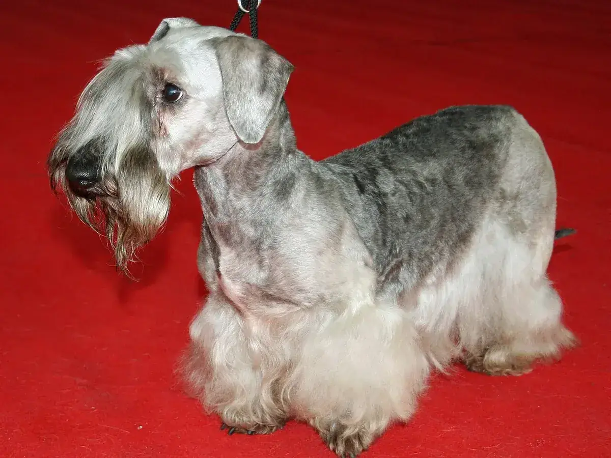 Cesky Terrier 견종 사진
