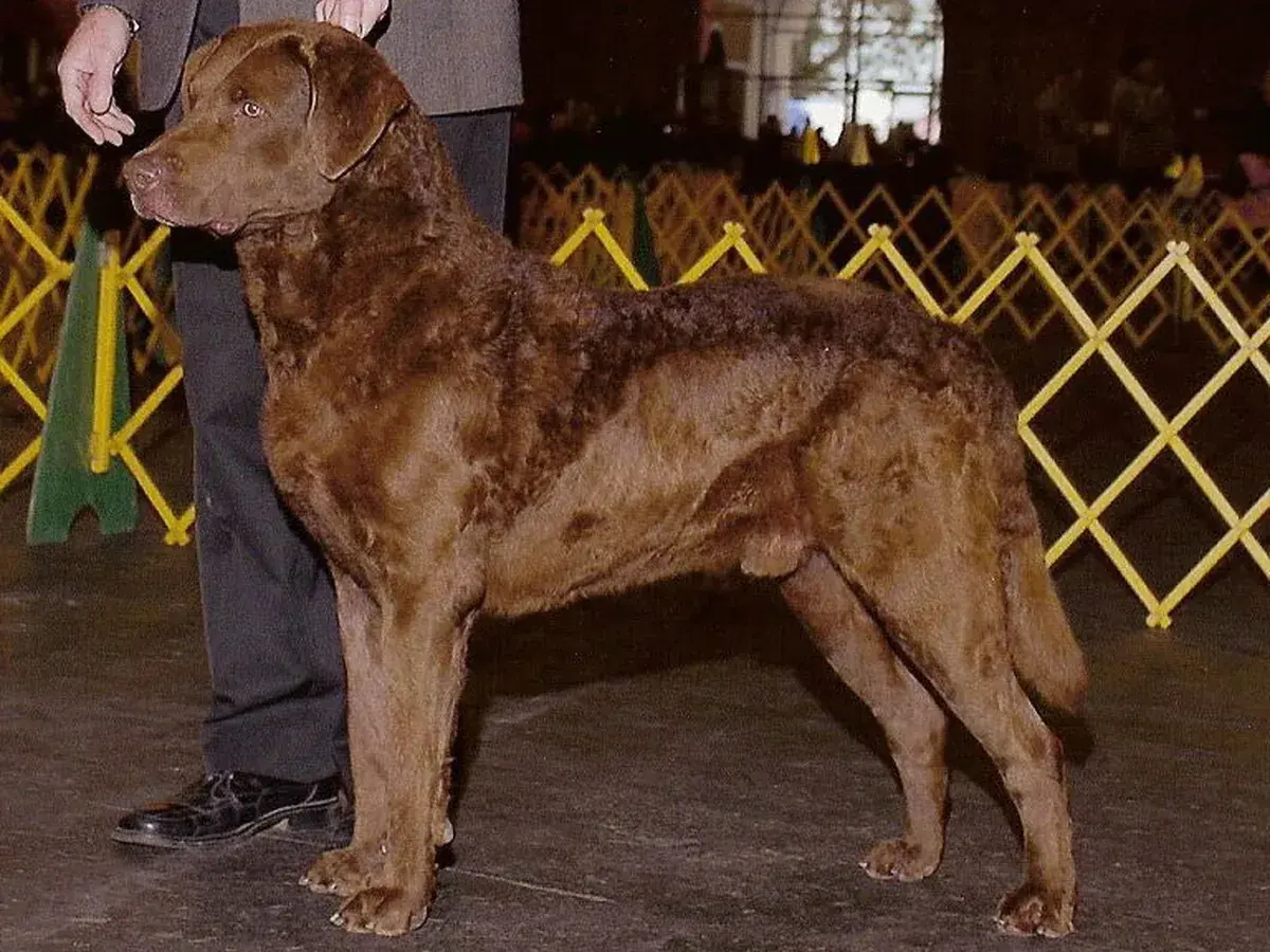 Chesapeake Bay Retriever 견종 사진