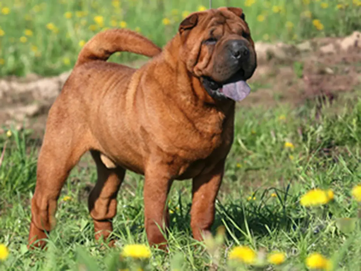 Chinese Shar-Pei 견종 사진