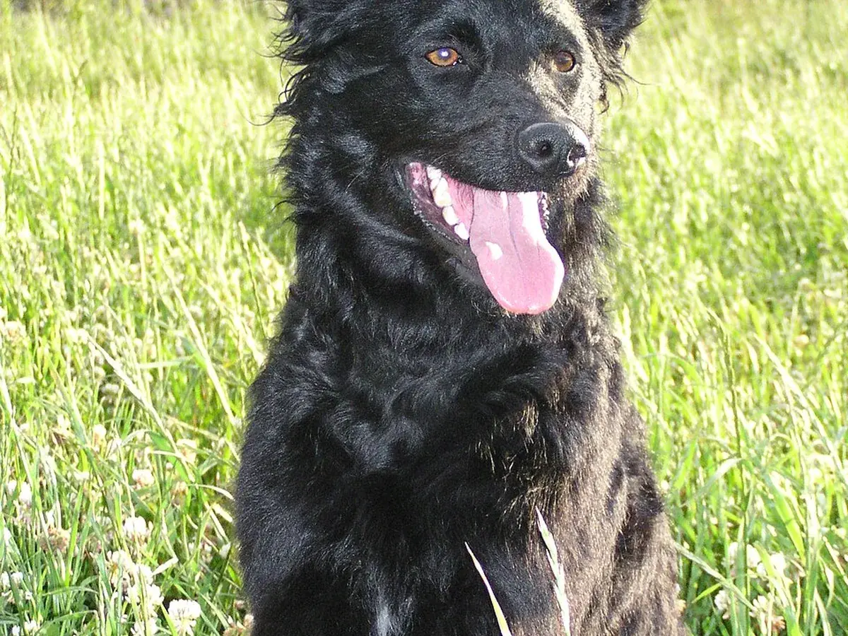 Croatian Sheepdog 견종 사진