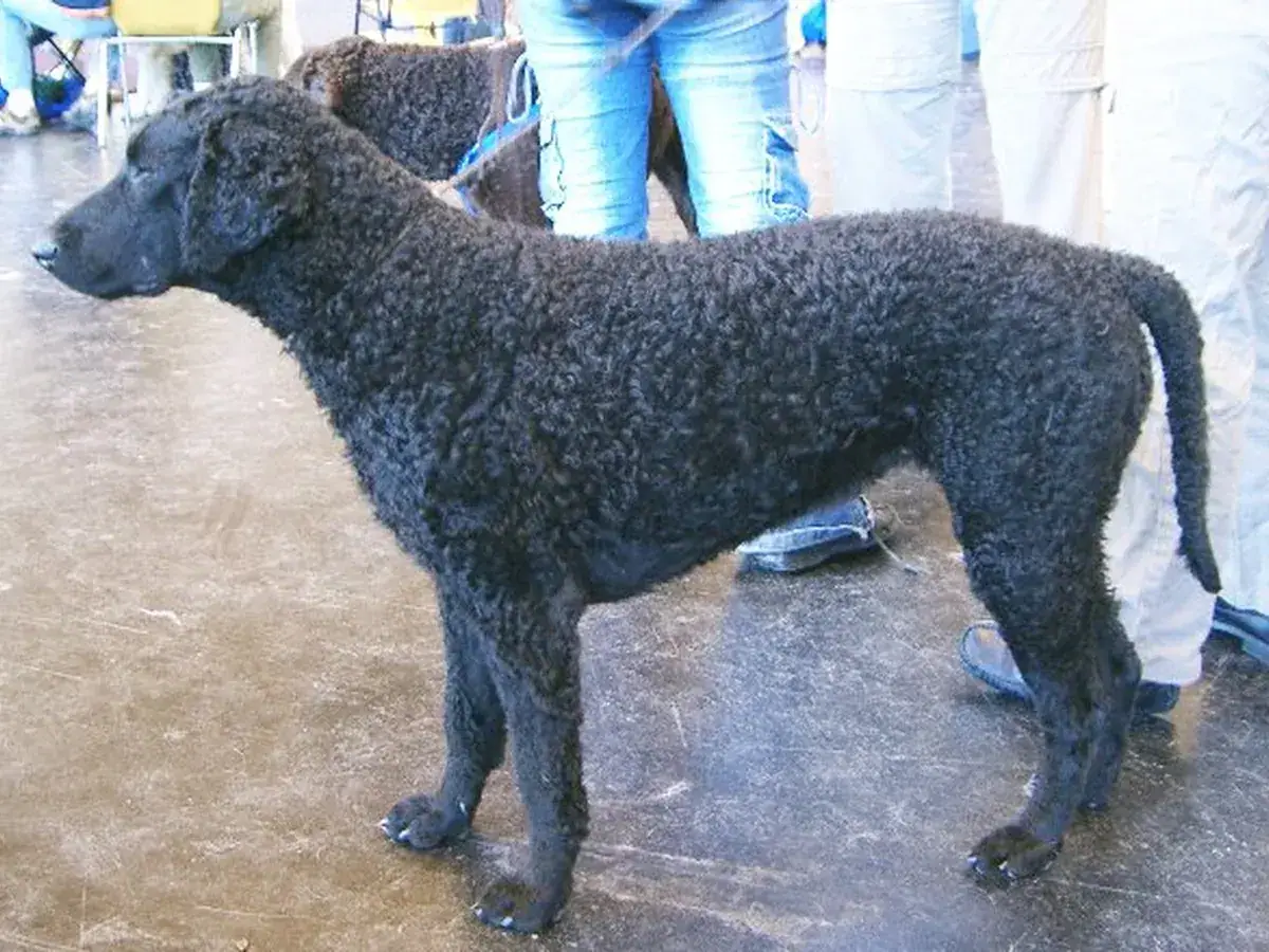 Curly-Coated Retriever 견종 사진