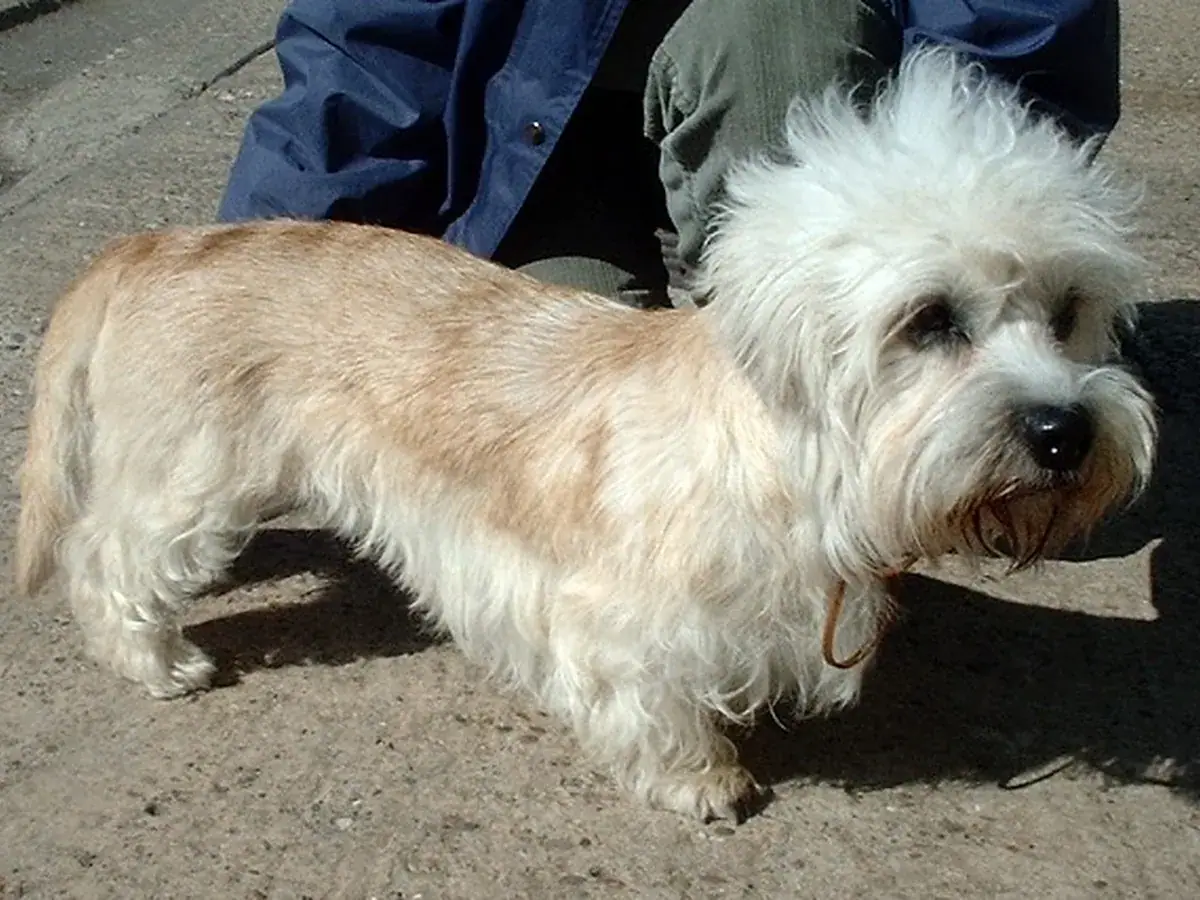Dandie Dinmont Terrier 견종 사진