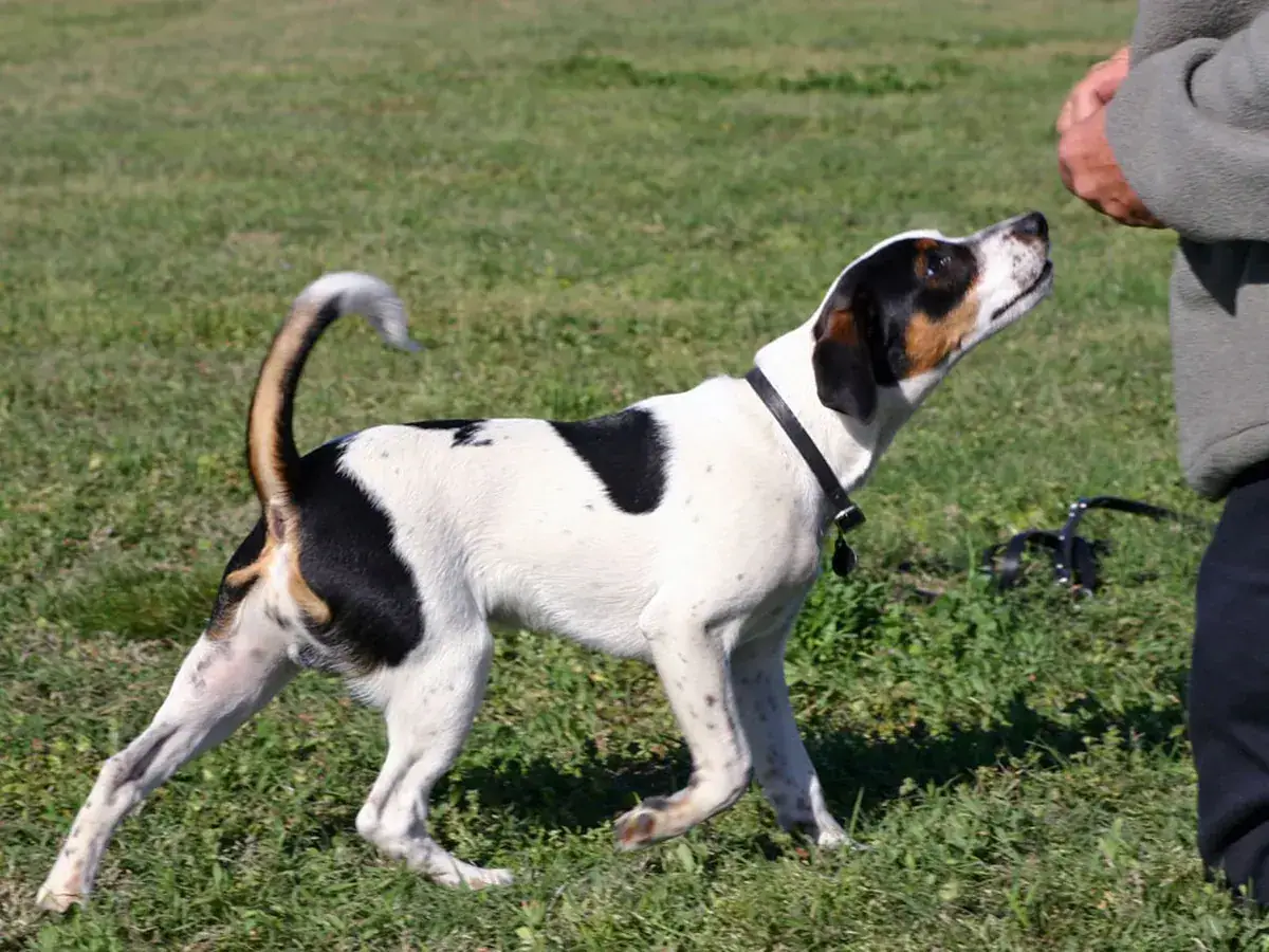 Danish-Swedish Farmdog 견종 사진