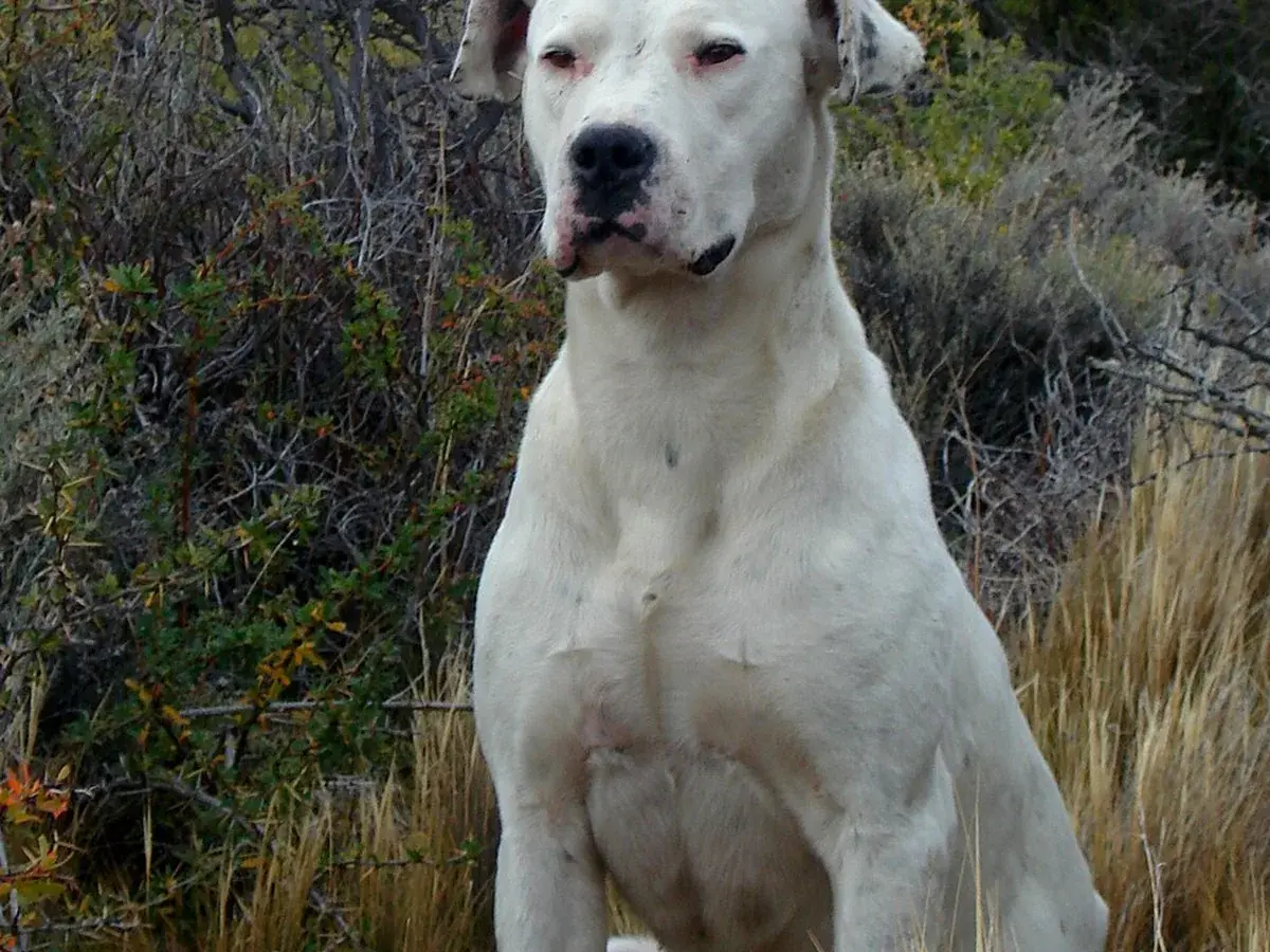 Dogo Argentino 견종 사진