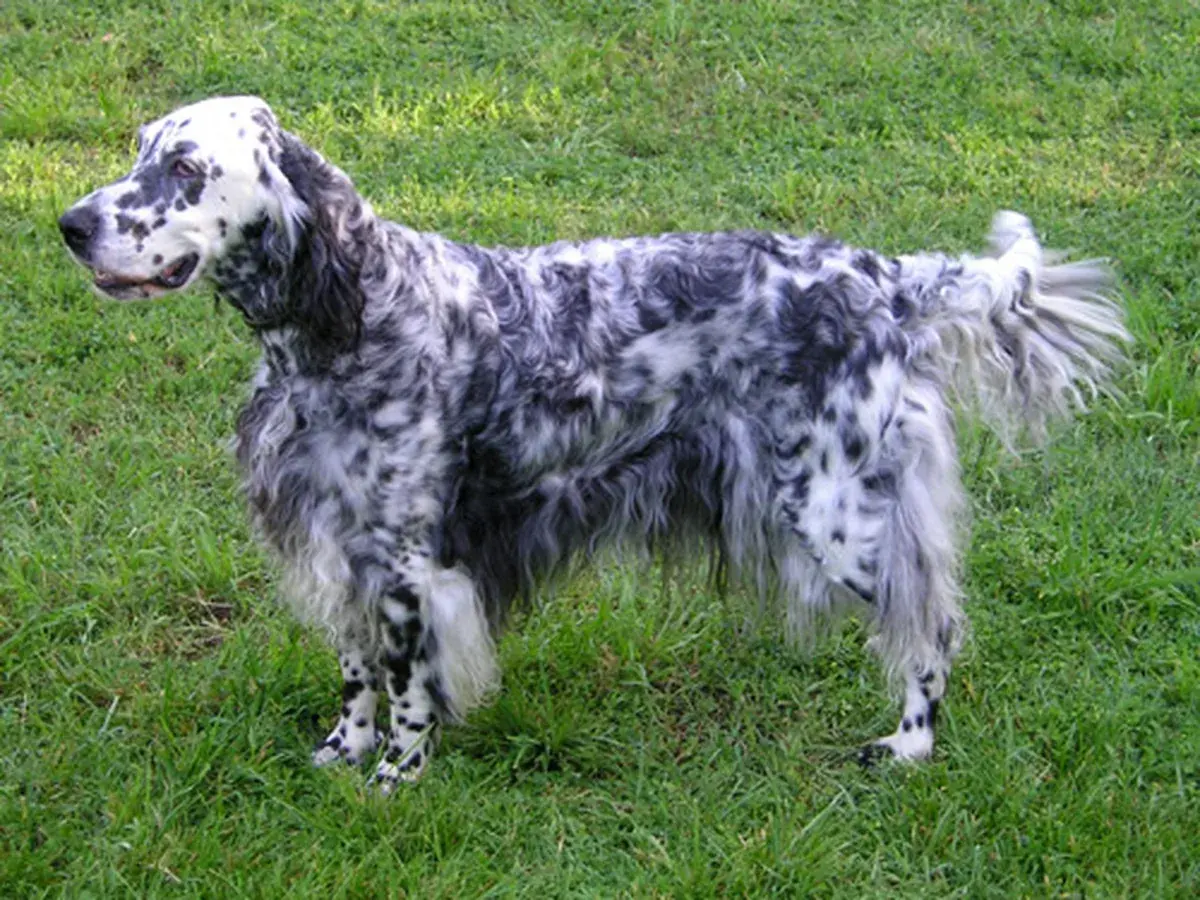 English Setter 견종 사진