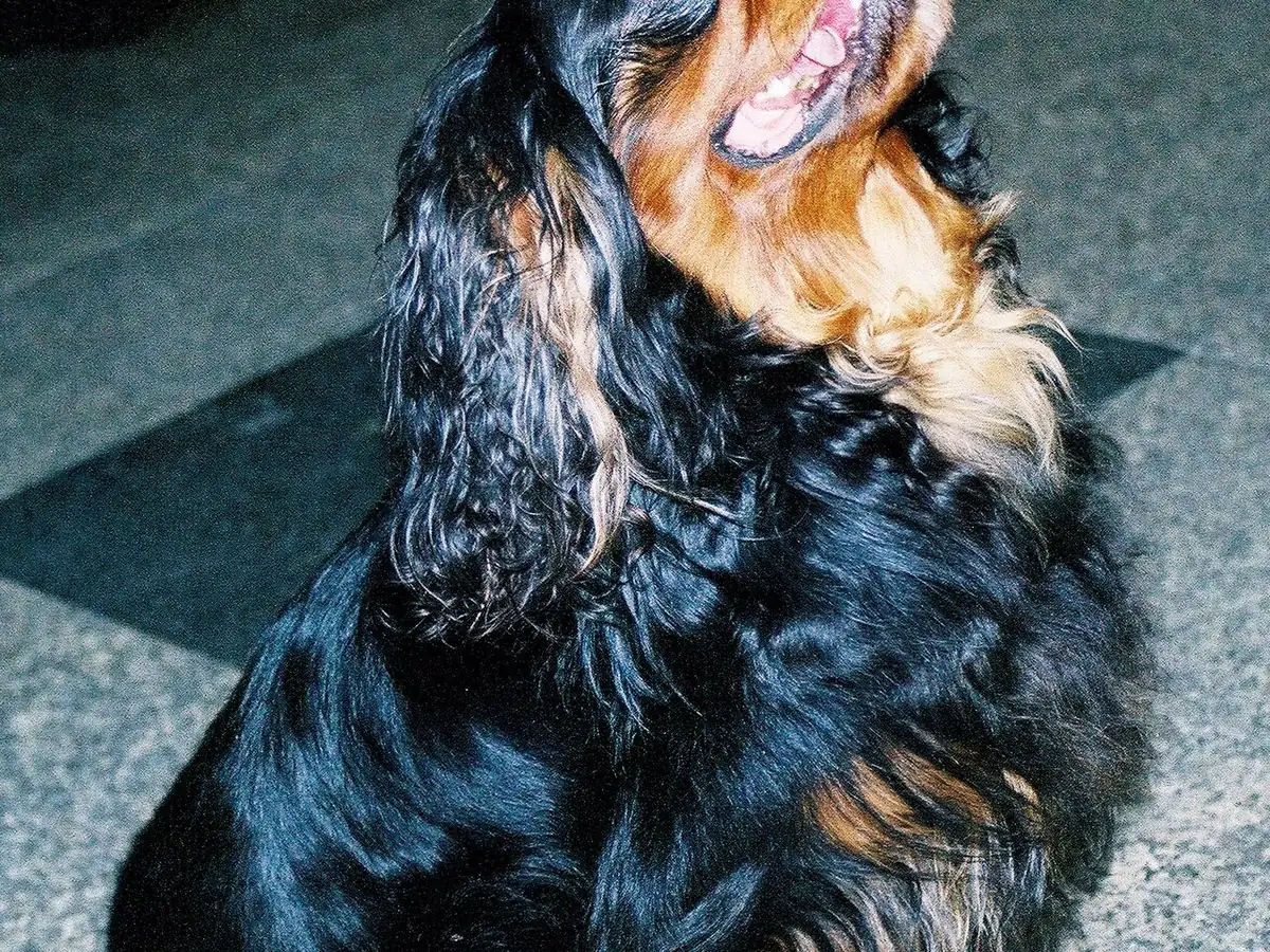 English Toy Spaniel 견종 사진
