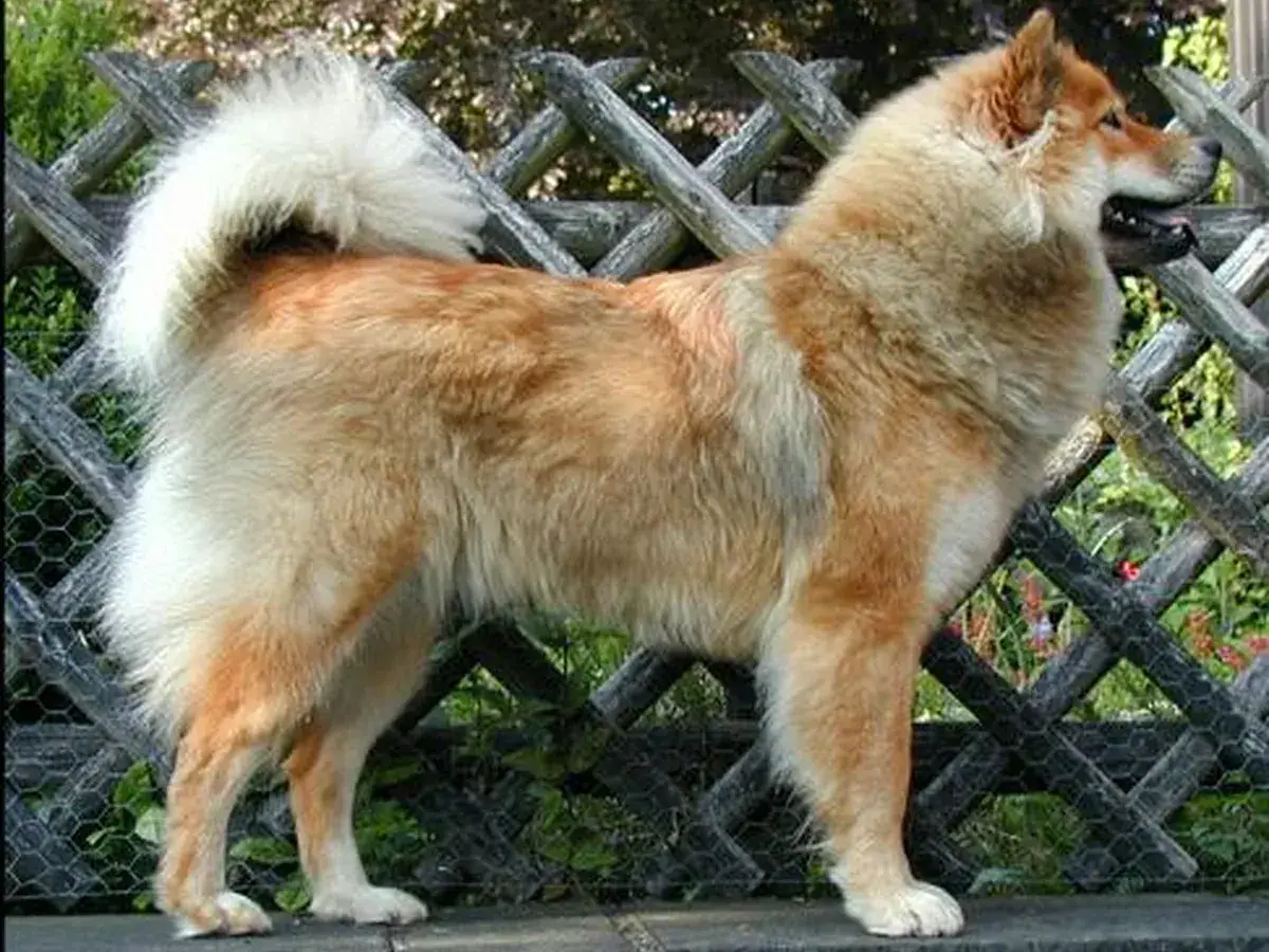 Eurasier 견종 사진