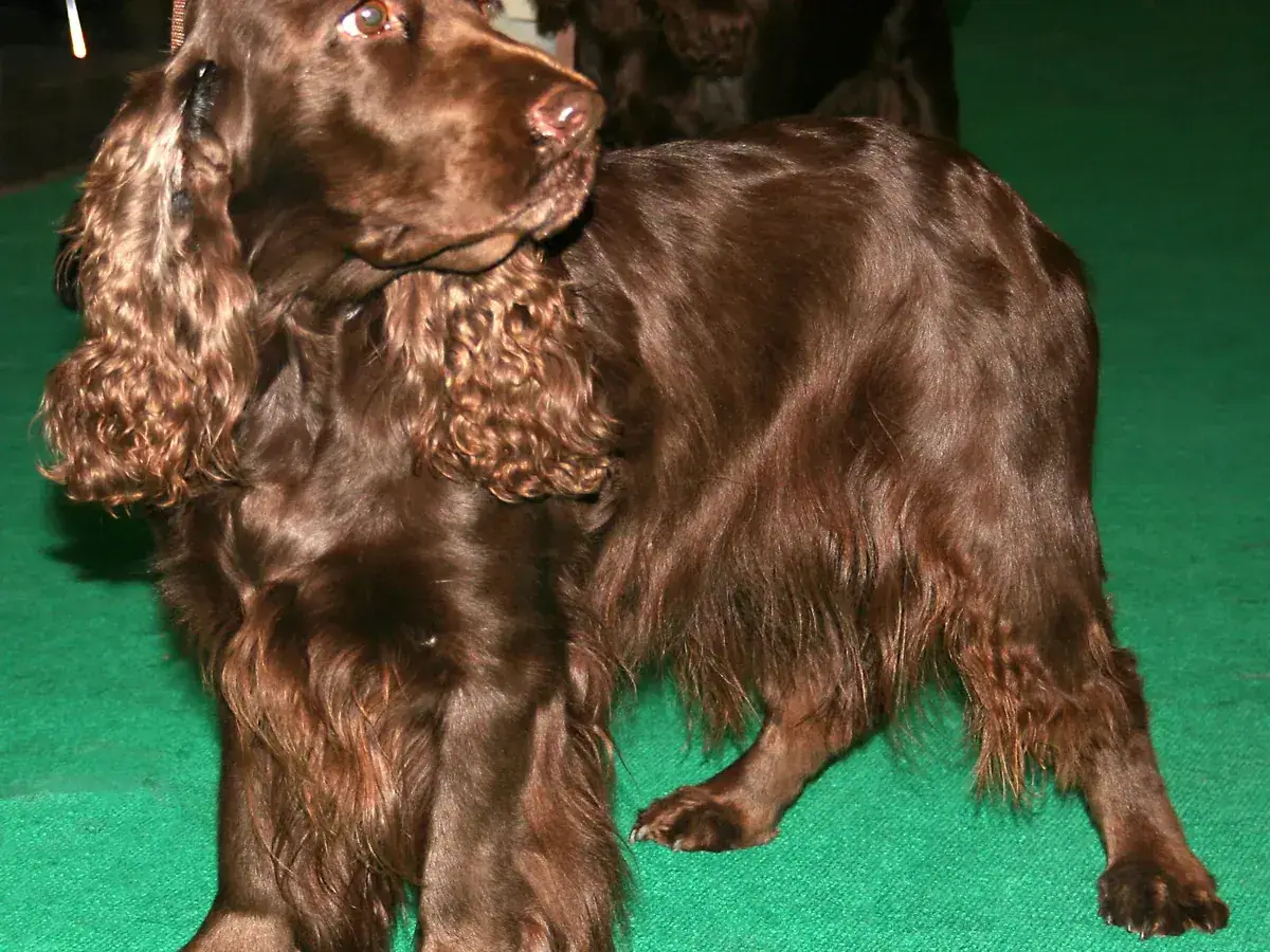 Field Spaniel 견종 사진