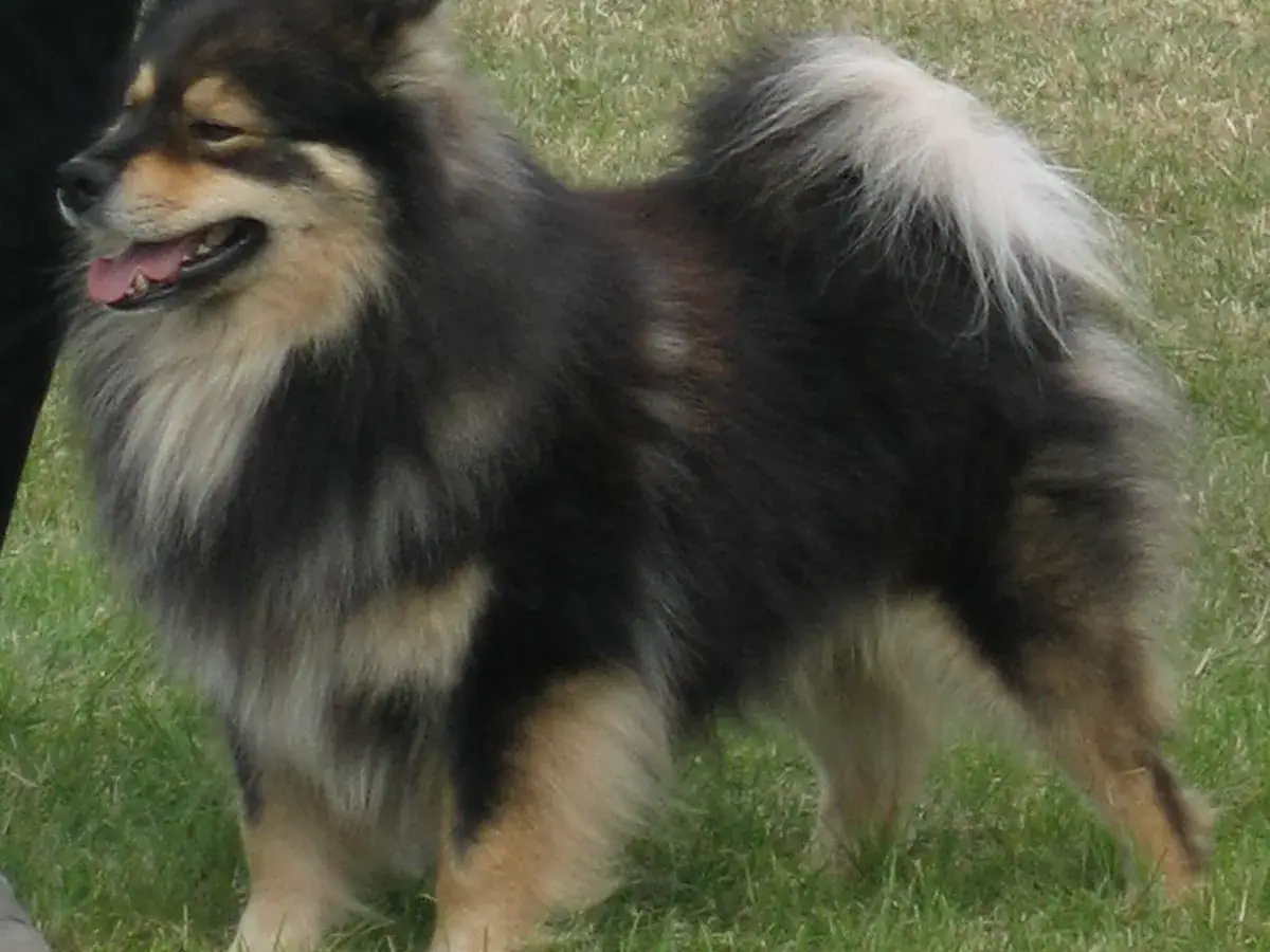 Finnish Lapphund 견종 사진