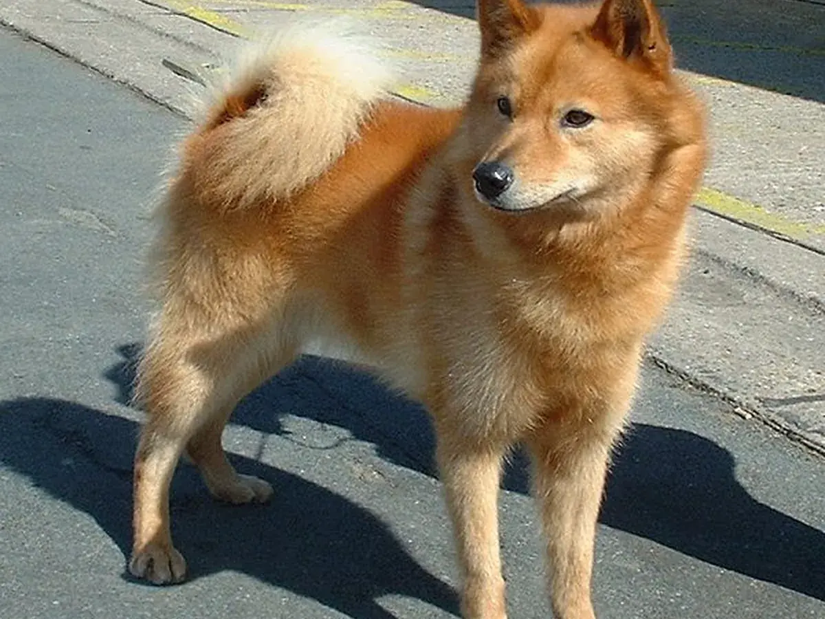 Finnish Spitz 견종 사진