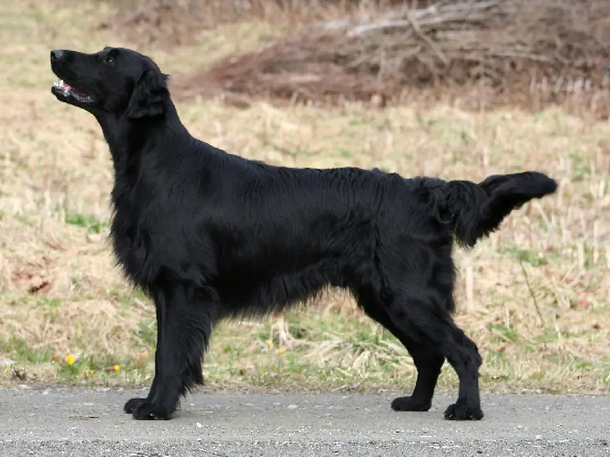 Flat-Coated Retriever 견종 사진