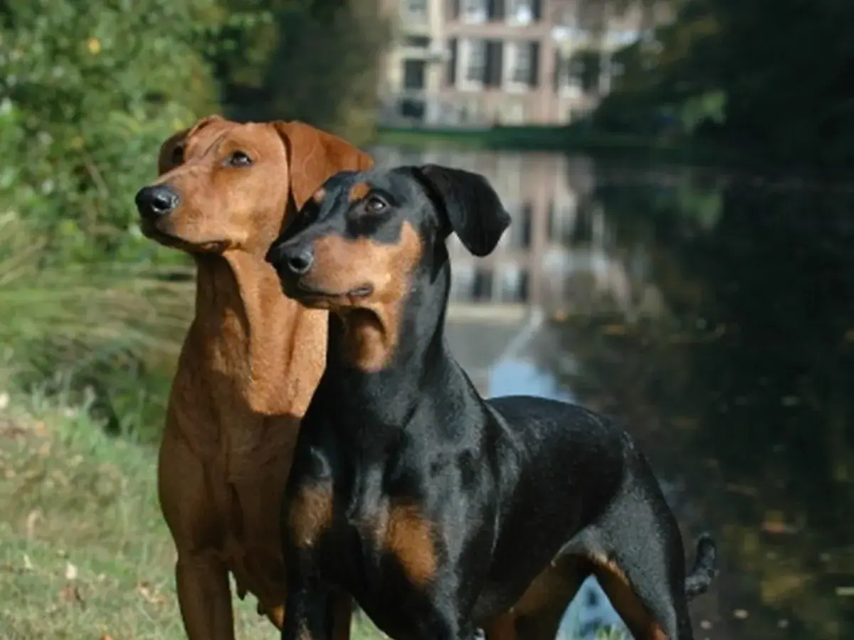 German Pinscher 견종 사진