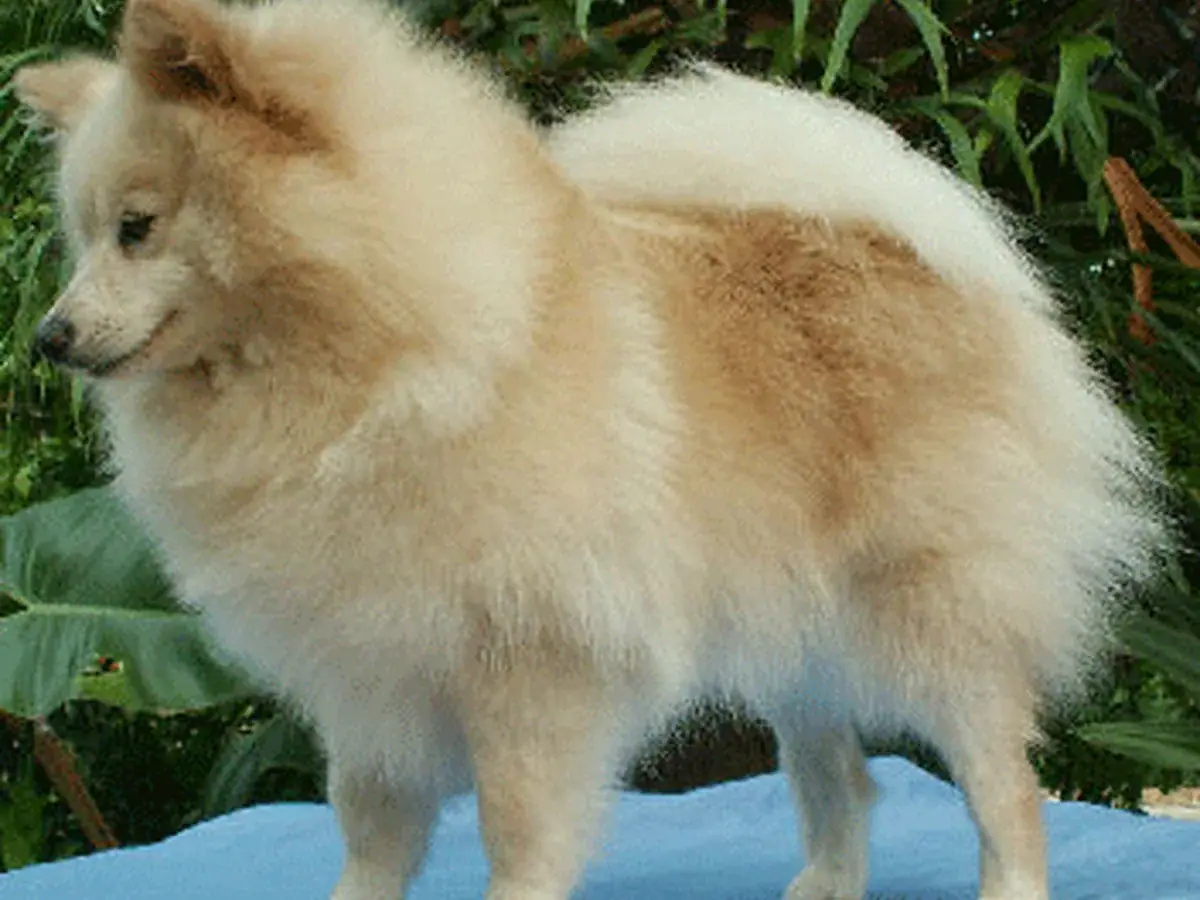German Spitz 견종 사진