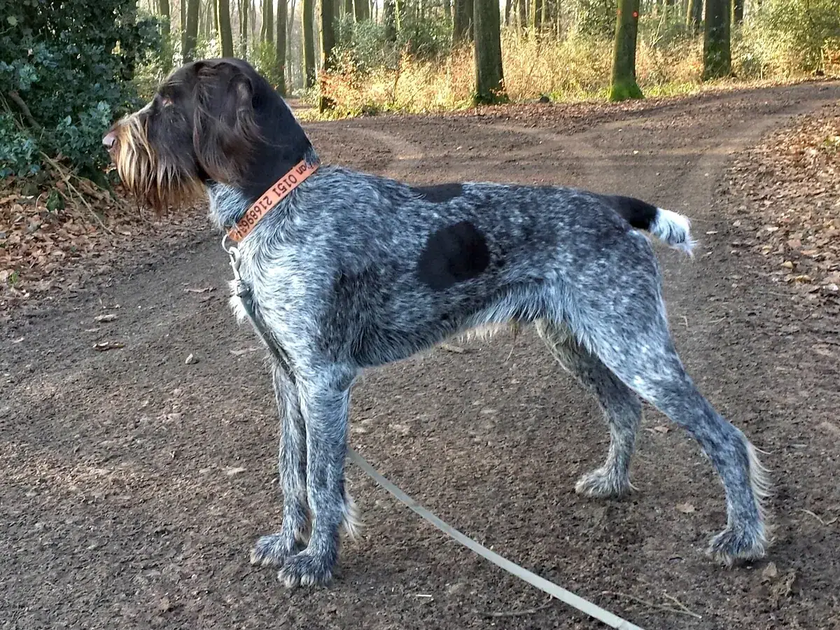 German Wirehaired Pointer 견종 사진