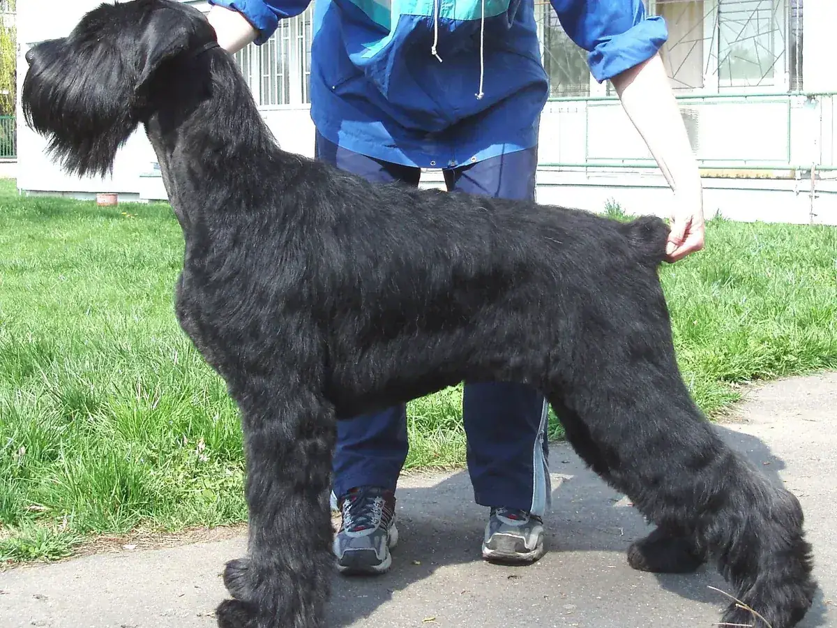 Giant Schnauzer 견종 사진