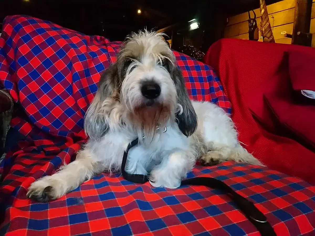 Grand Basset Griffon Vendéen 견종 사진