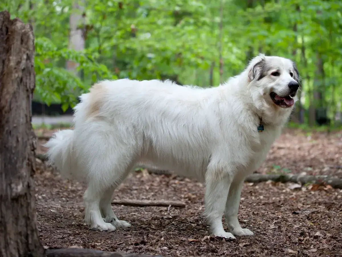 Great Pyrenees 견종 사진