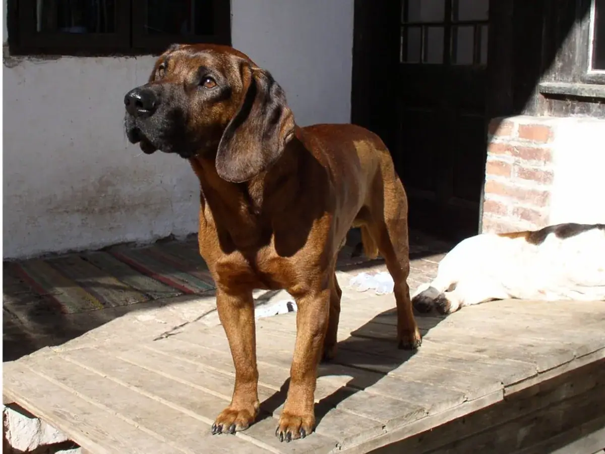 Hanoverian Scenthound 견종 사진