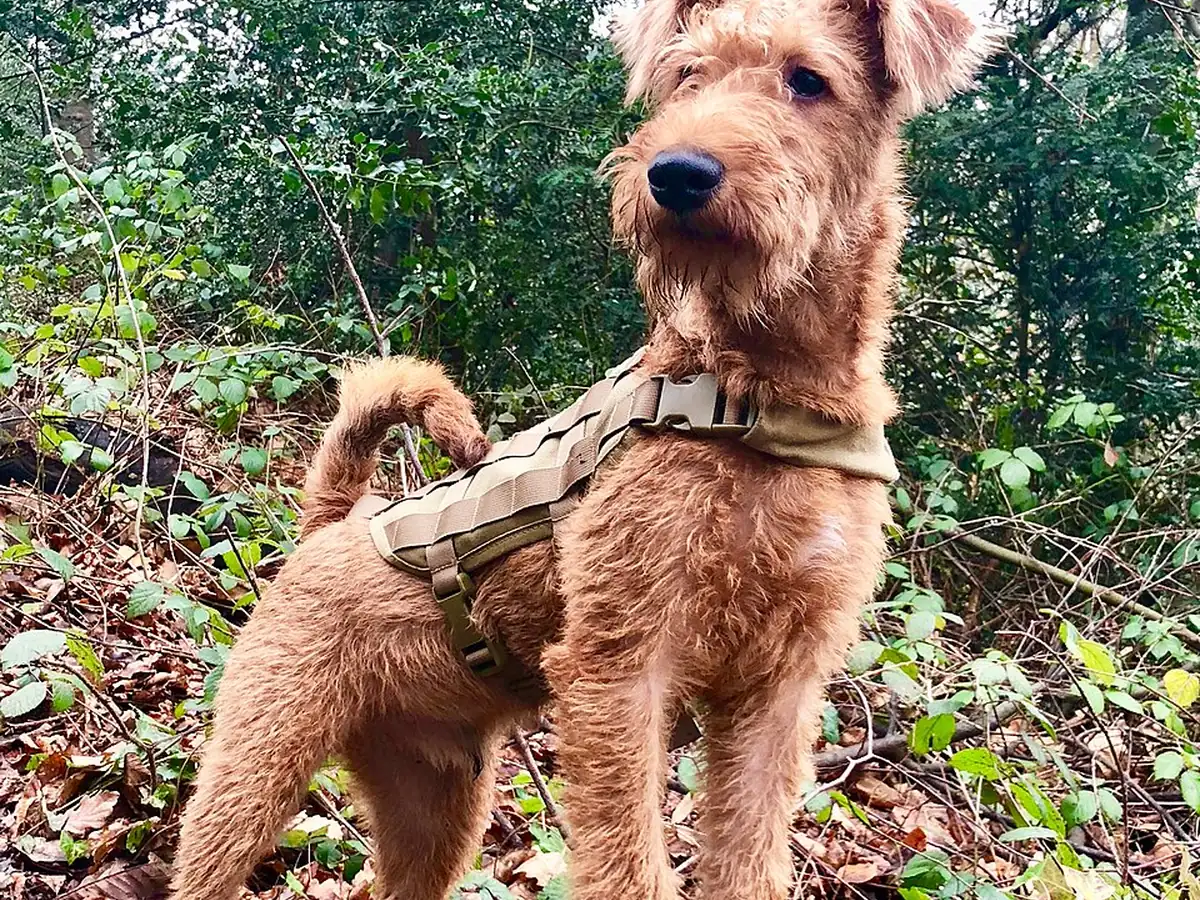 Irish Terrier 견종 사진