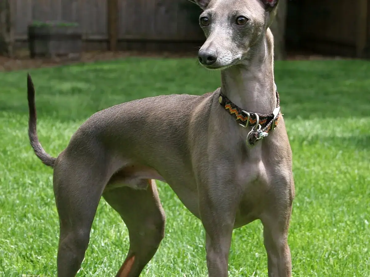 Italian Greyhound 견종 사진