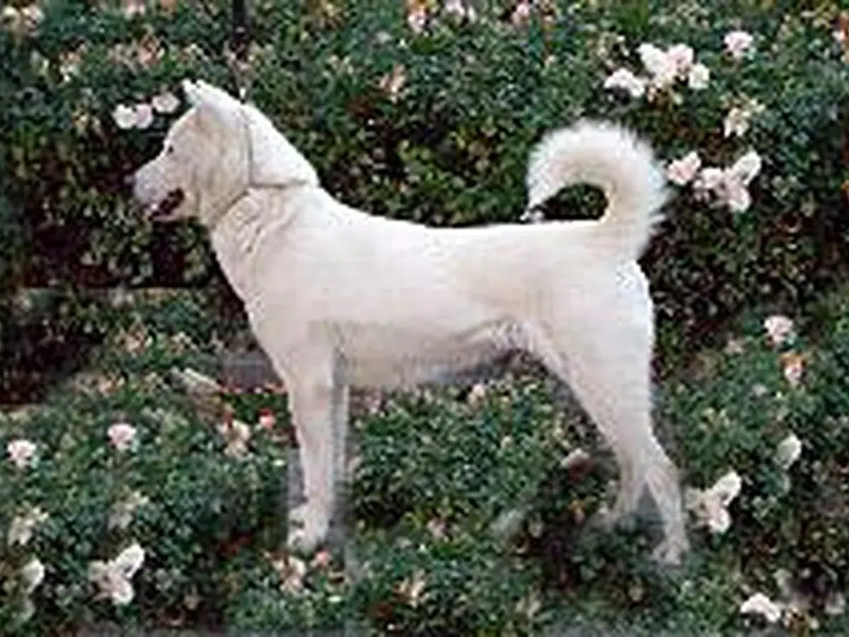 Kishu Ken 견종 사진