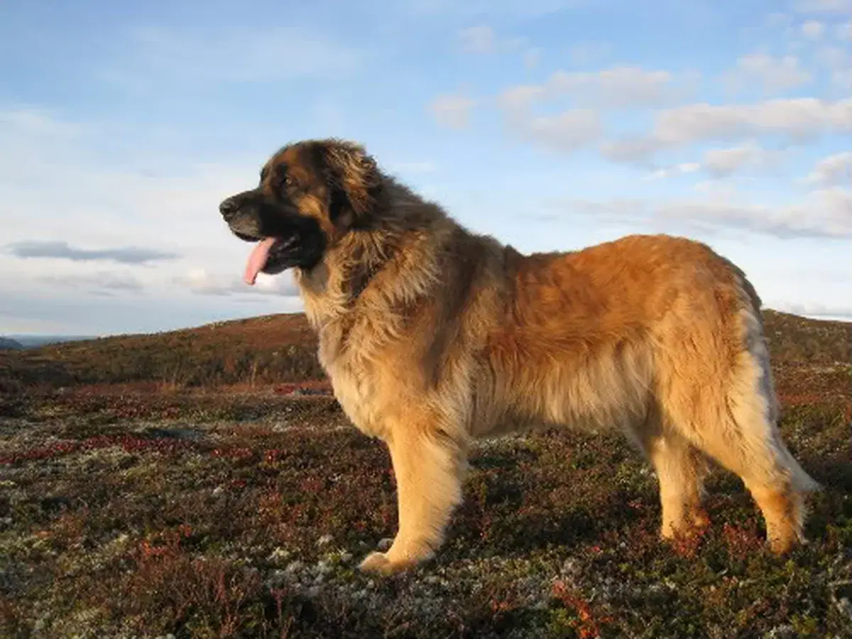Leonberger 견종 사진
