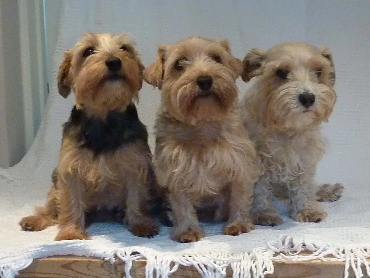 Lucas Terrier 견종 사진