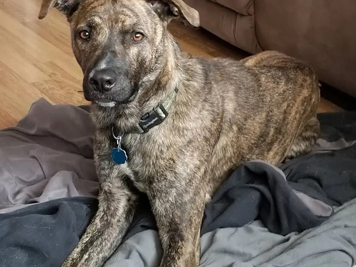 Mountain Cur 견종 사진