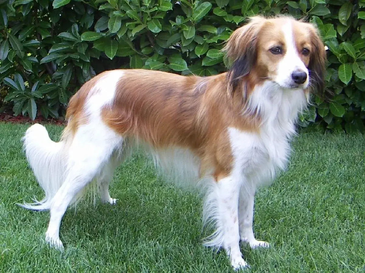 Nederlandse Kooikerhondje 견종 사진
