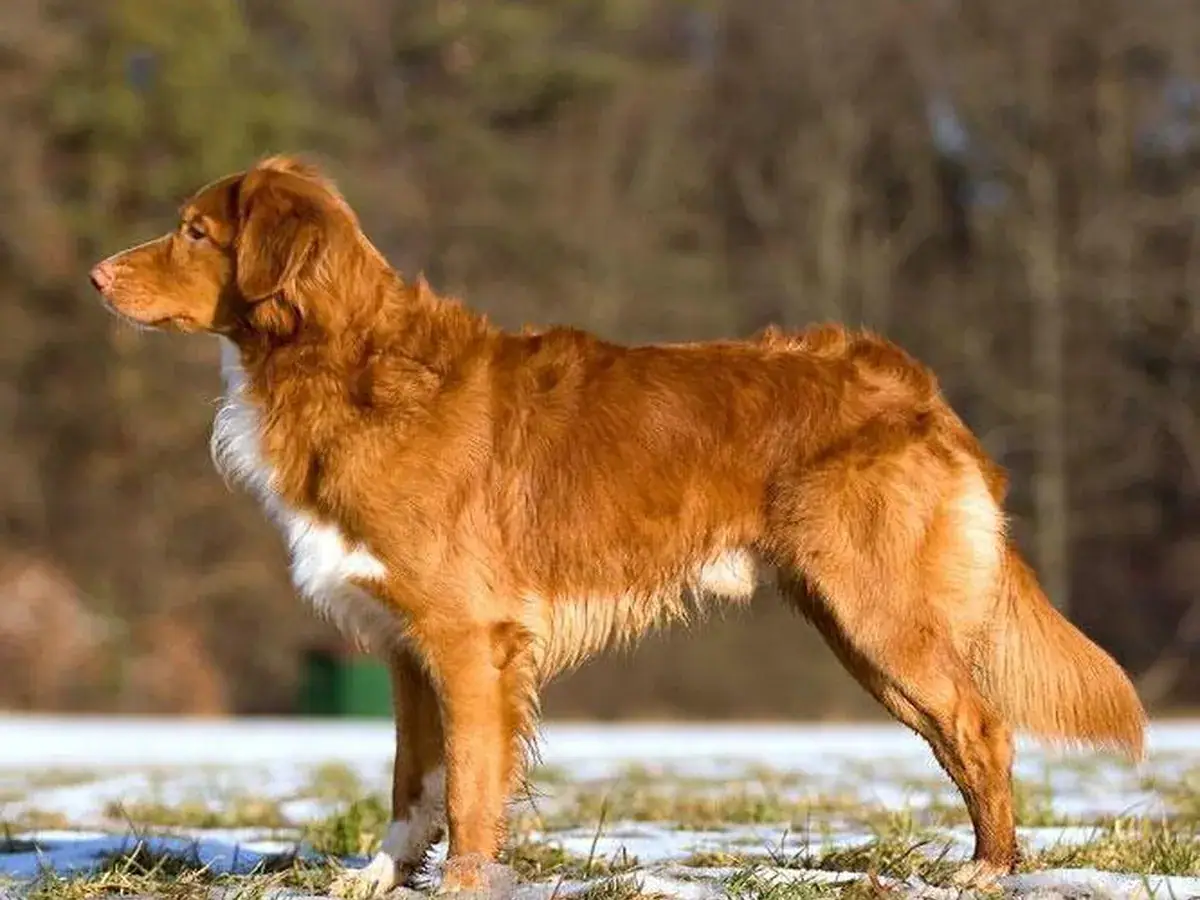 Nova Scotia Duck Tolling Retriever 견종 사진