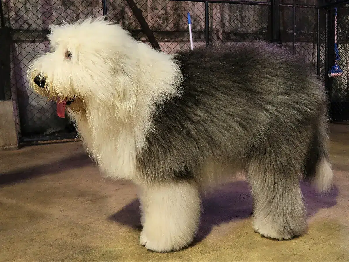 Old English Sheepdog 견종 사진
