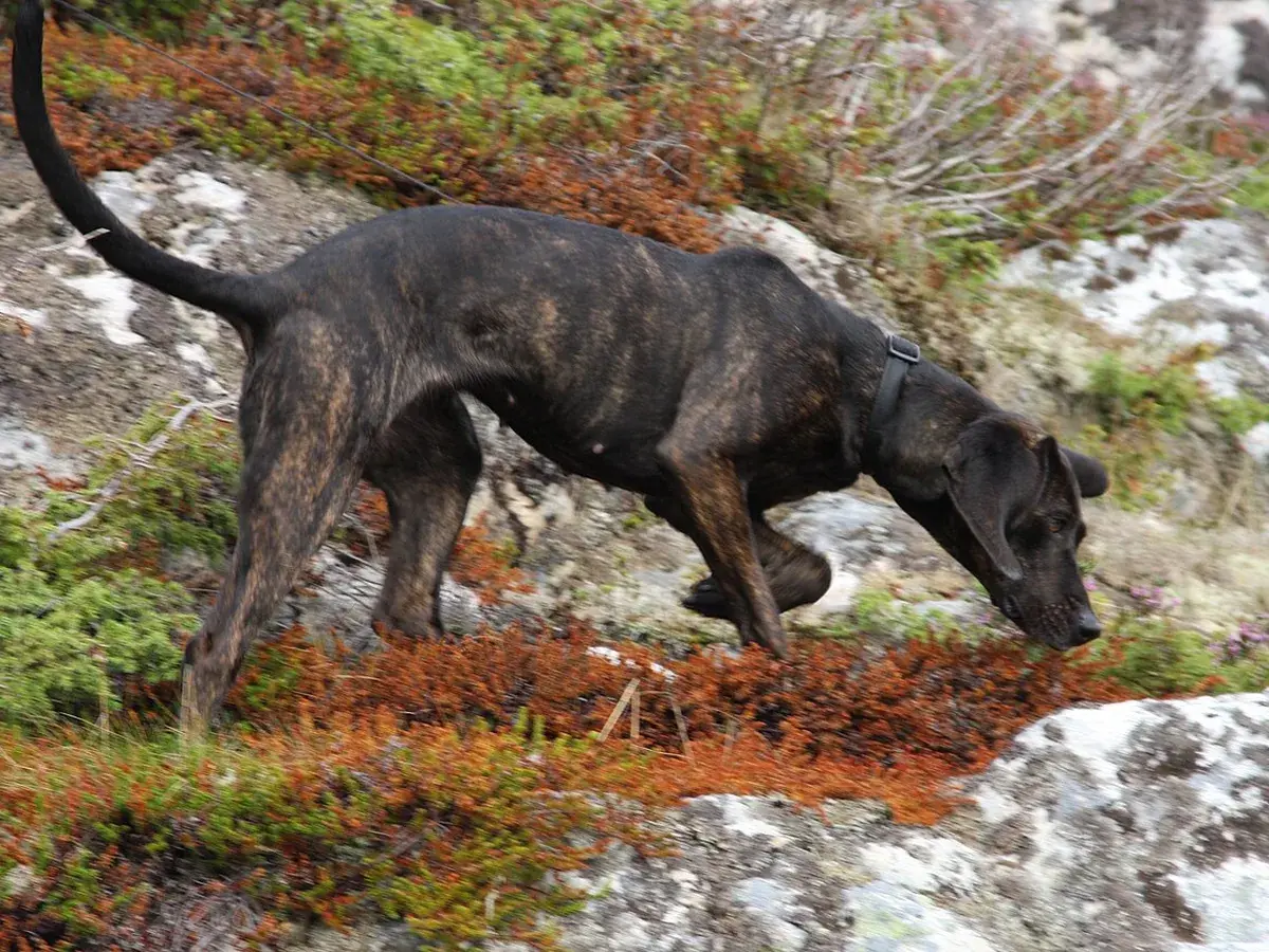 Plott Hound 견종 사진