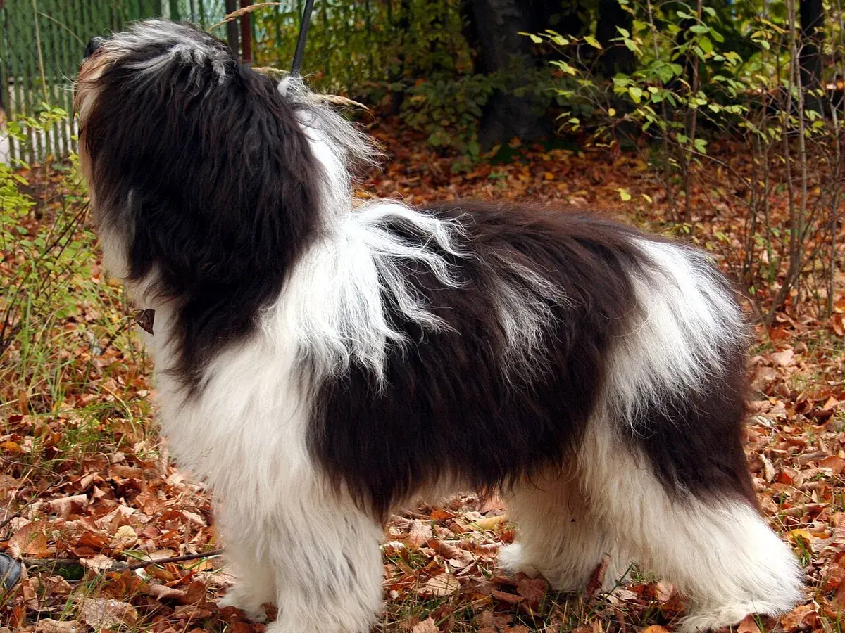 Polish Lowland Sheepdog 견종 사진