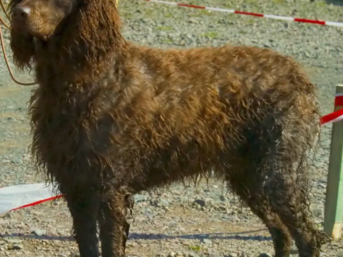 Pont-Audemer Spaniel 견종 사진