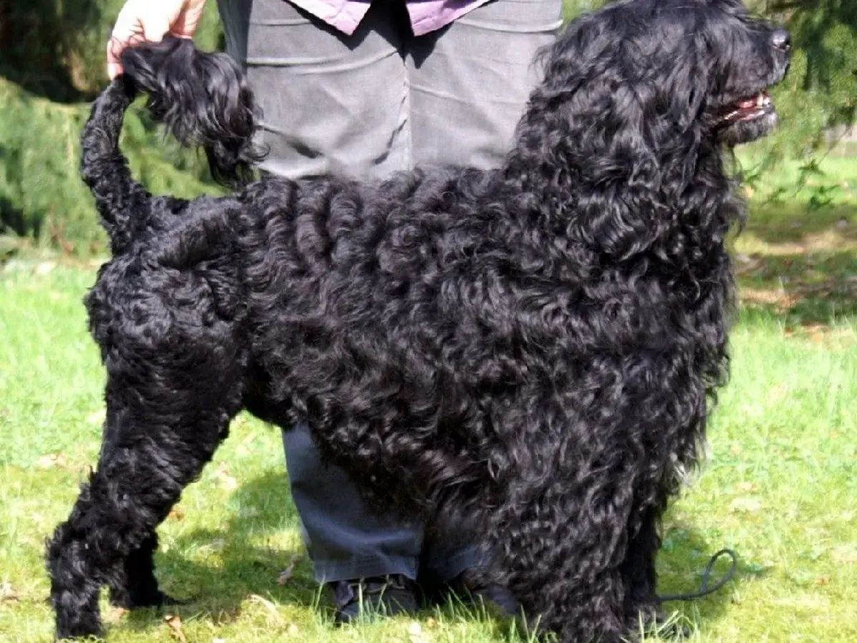 Portuguese Water Dog 견종 사진